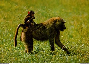 South Africa Chacma Baboon and Babe