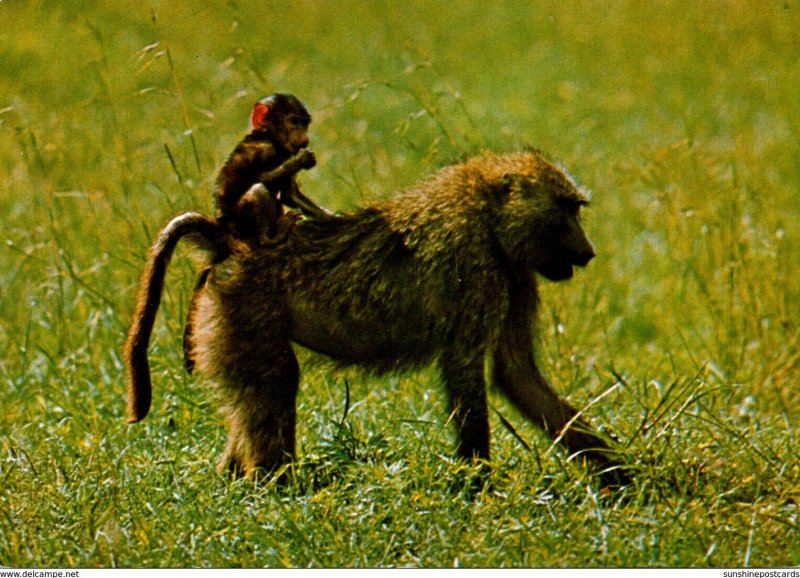 South Africa Chacma Baboon and Babe