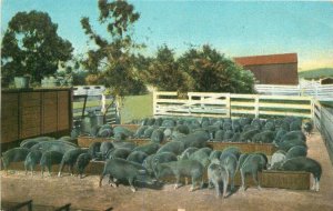 Agriculture Hog Farm Hotel Potter Santa Barbara California Postcard 21-1643