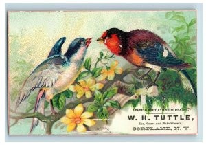 1880s W.H. Tuttle Boots & Shoes Colorful Wild Birds Lot Of 5 P53