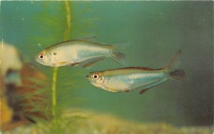 US51 animals fish mimigoniates barberi Brazil postcard