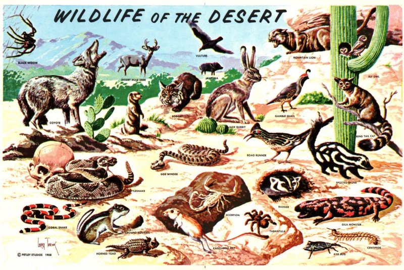 Wildlife of the Desert