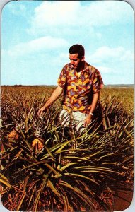Pineapple Fields Wahiawa Hawaii Vintage Postcard Standard View Card