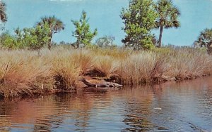 Near Ormond Beach, Florida alligator rests Tomoka River