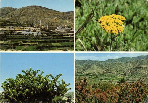 saudi arabia, ASIR, Multiview, Flower, Plants (1970s)