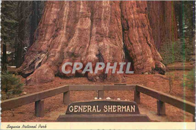 Modern Postcard Sequoia National Park General Sherman Tree