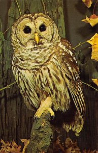 Owl Barred Owl Unused