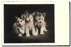 Old Postcard Cats Cat Kitten