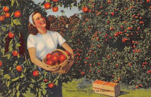 Orange Picking Time Florida, USA Fruit Assorted 1953 