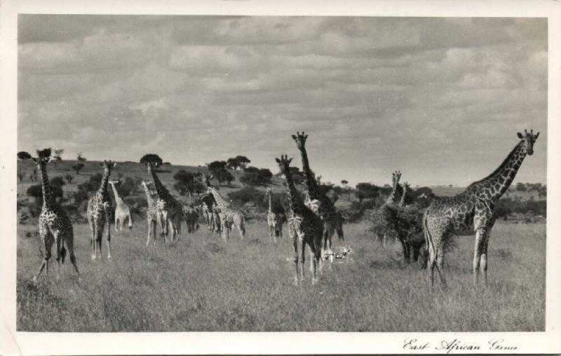 kenya, East African Game, Giraffe (1950s) Skulina Pegas RPPC