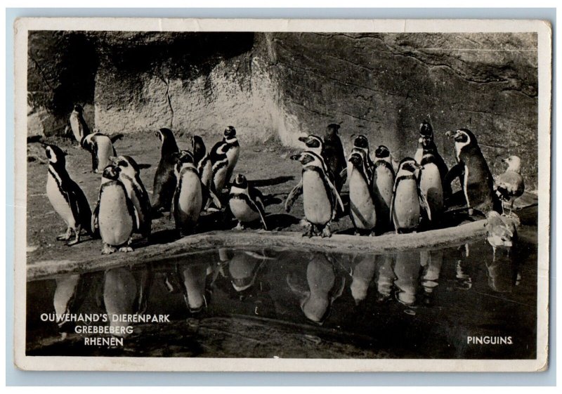 c1950's Ouwehand's Dierenpark Grebbeberg Rhenen Penguins RPPC Photo Postcard