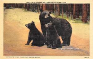 Bear Yellowstone National Park, Wyoming USA Unused 