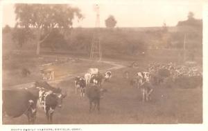 North Family Cows Real Photo Enfield, Connecticut USA Shaker Unused 