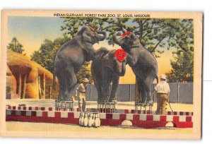 St Louis Missouri MO Postcard 1946 Forest Park Zoo Indian Elephant Performance