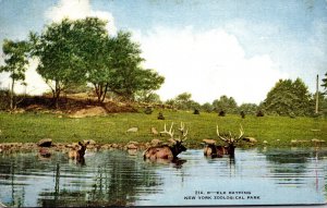 New York Zoological Park Elk Bathing 1932