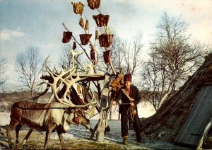 Sweden Lapland Local With Reindeer