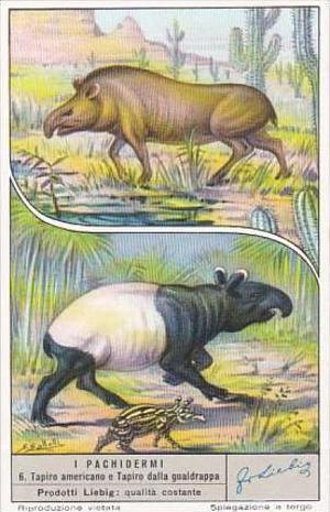 Liebig S1572 Large Mammals No 6 Tapir