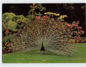 Postcard Peacock, Stanley Park, Vancouver, Canada