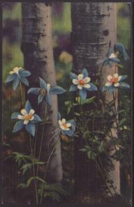 Colorado Columbine Postcard