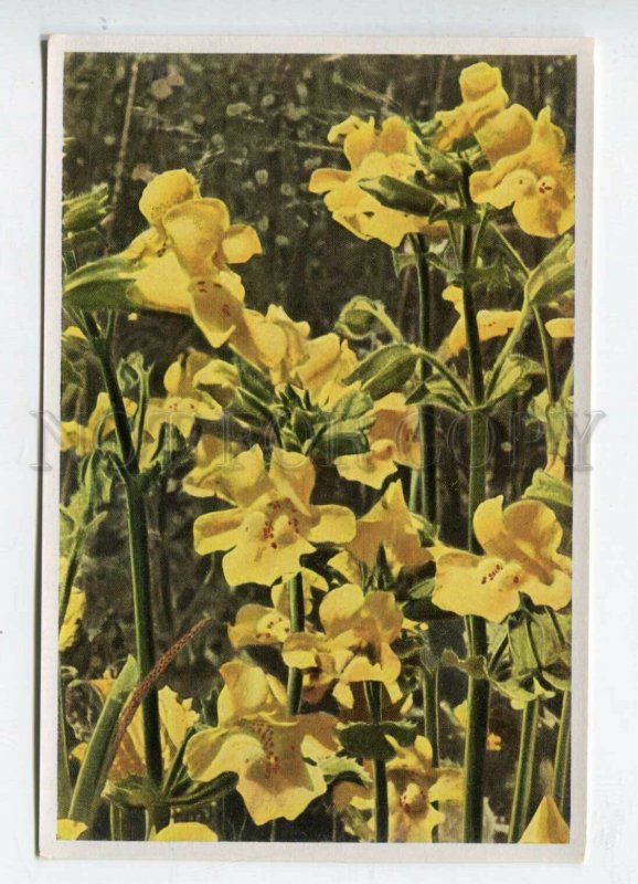 427918 Flower Mimulus luteus Vintage Sammelwerk Tobacco Card w/ ADVERTISING