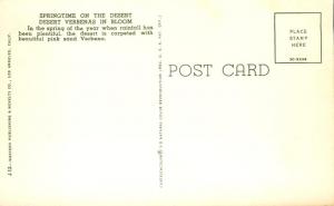 Springtime on the Desert - Verbenas Flowers in Bloom - California