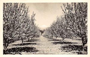 Hood River, Apple Orchard Mt Hood, Oregon OR