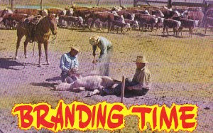 Cowboys With Cows At Branding Time