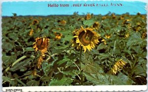 Postcard - Sunflowers - Hello from Thief River Falls, Michigan