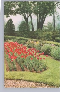 Red Tulip Garden, Canada, Vintage 1986 Postcard