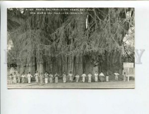 3172888 MEXICO OAX part of tree trunk tule Vintage photo PC