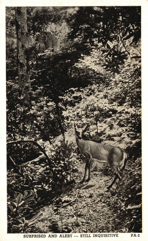 Vintage Postcard Wild Life Animals Hunter Sightseer Deer Hunting Pennsylvania PA