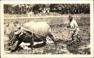 Oahu Hawaii Water Buffalo Farmer With Plow Real Photo Vintage Postcard