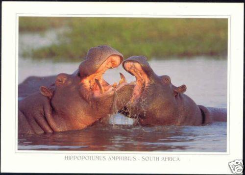 South Africa, Hippo, Hippopotamus in the River 