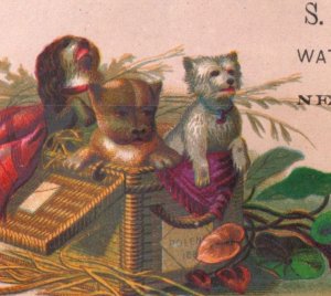 1870s-80s S. Silverthau Watchmakers Jewelers Cats Dogs Birds Set Of 5 P74