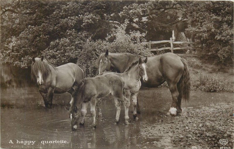 Postcard Animals horses photo