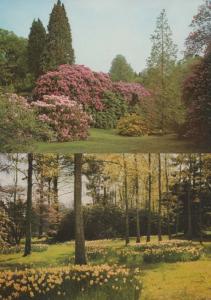 2x Spring Summer Sheffield Park Gardens Sussex Rhodendron Conifer Postcard s