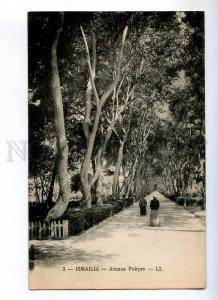 235695 EGYPT ISMAILIA Avenue Poirpre Vintage postcard