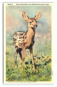 Mule Deer Fawn Yellowstone National Park Wyoming Postcard