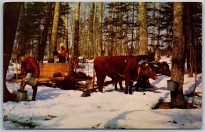 Vtg Vermont VT Gathering The Sap For The Famous Maple Syrup 1950s View Postcard