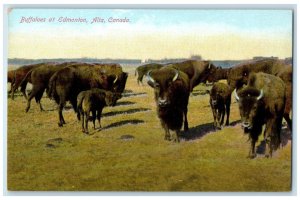 c1910 Buffaloes at Edmonton Alberta Canada Antique Unposted Postcard