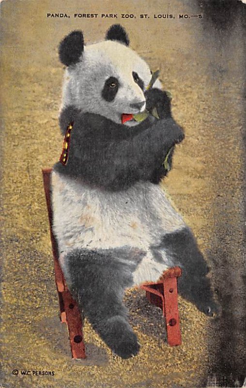 Bear Post Card Panada, Forest Park Zoo St Louis, MO, USA 1952