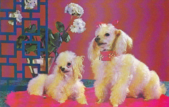 Purebred Toy Poodles