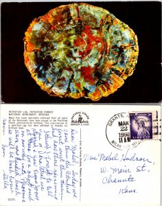 Petrified Log, Pertified Forest National Monument, Arizona (10891)