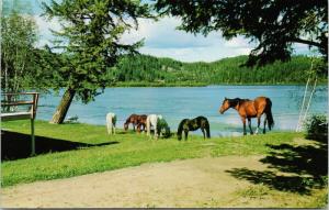 Canim Lake BC British Columbia Horses First Nations Land Vintage Postcard D79