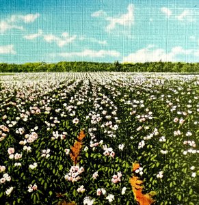 Maine Potato Field In Bloom Postcard Agriculture Farming Flowers c1930s DWS5B