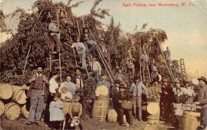 Martinsburg West Virginia Apple Picking Orchard Scene Vintage Postcard AA83157