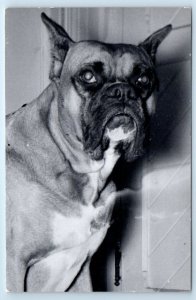 RPPC Dog Portrait Boxer Z-I 'Sox' MOLINE Illinois Postcard