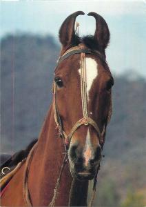 Horse postcard Mawari Pferde