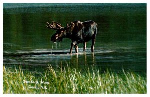 Postcard ANIMAL SCENE Sussex New Brunswick NB AU1150