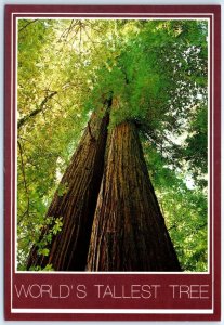 Postcard - World's Tallest Tree, Tall Trees Grove, Redwood National Park - CA